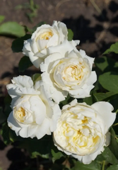 Троянда англійська Пейшенс, саджанці класу АА, Україна