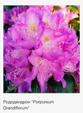 Rhododendron "purpureum grandiflorum"