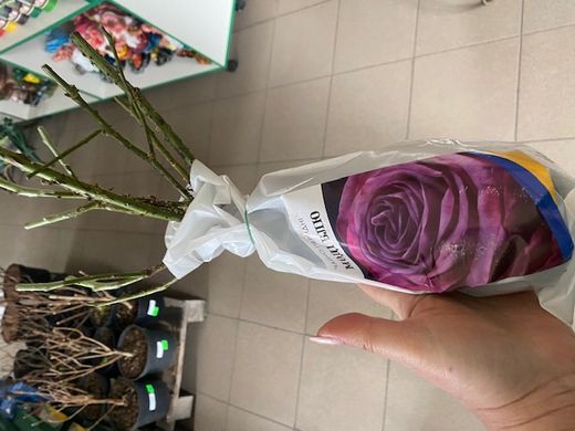 Троянда чайно-гібридна Саманта, саджанці класу АА, Україна