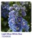 Дельфініум Делфіна Light Blue White Веe /10шт/ Syngenta Flowers Нідерланди