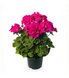 Пеларгония садовая Пинто F1 Violet 5шт семян Syngenta Flowers