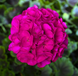 Пеларгония садовая Пинто F1 Violet 5шт семян Syngenta Flowers