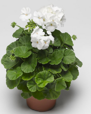 Пеларгония садовая Пинто F1 White 5шт семян Syngenta Flowers