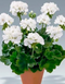 Пеларгония садовая Пинто F1 White 5шт семян Syngenta Flowers