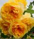 Троянда англійська Грехам Томас, саджанці класу АА, Україна