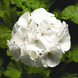 Пеларгония садовая Пинто F1 White 5шт семян Syngenta Flowers