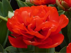Тюльпан махровый MIRANDA 12+ Нидерланды