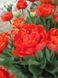 Тюльпан махровий MIRANDA 12+ Нідерланди