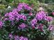 Rhododendron "pfauenaug"
