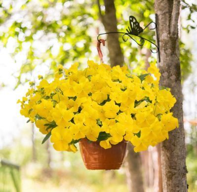 Віола вітроку ампельна Хайфлаєр F1 Light Yellow 5 драже Benary