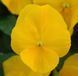 Віола вітроку ампельна Хайфлаєр F1 Light Yellow 5 драже Benary