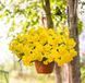 Віола вітроку ампельна Хайфлаєр F1 Light Yellow 5 драже Benary