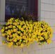 Віола вітроку ампельна Хайфлаєр F1 Light Yellow 5 драже Benary