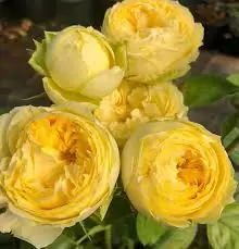 Троянда англійська Лемон Помпон, саджанці класу АА, Україна