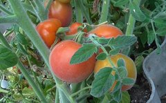 Томат Шахерезада (томатный персик) /20шт/ Частная коллекция "YES! Огород"