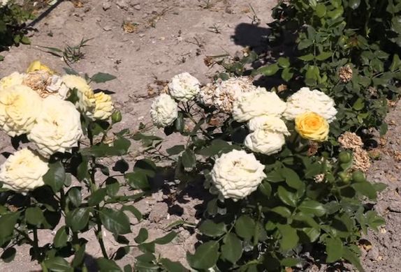 Роза английская Лемон Помпон, саженцы класса АА, Украина
