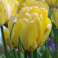 Тюльпан махровий AKEBONO 12+ Нідерланди