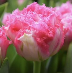 Тюльпан махровый бахромчатый CRISPION LOVE 12+ Нидерланды