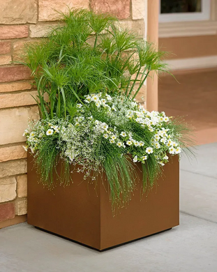 Изолепис витончений Фібре Оптікс 5 мультидраже Тakii seed, Японія