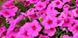 Петунія ампельна Ізі Вейв Неоново-рожева F1 /50шт драже/ Pan American США