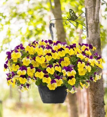 Виола виттрока ампельная Хайфлаер F1 Yellow purple wing 5 драже Benary