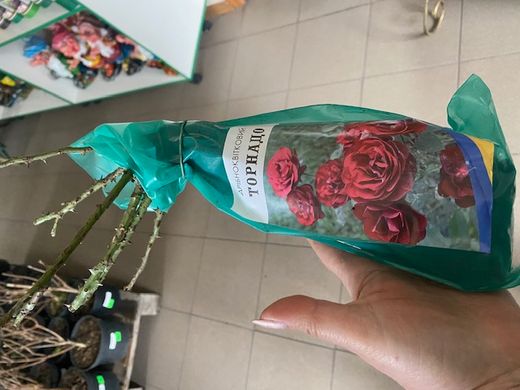 Троянда чайно-гібридна Пенні Лейн, саджанці класу АА, Україна