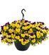 Виола виттрока ампельная Хайфлаер F1 Yellow purple wing 5 драже Benary