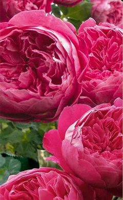 Троянда англійська плетиста Солодкий поцілунок