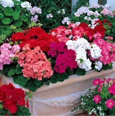 Пеларгония садовая Мультиблум F1 5шт семян микс Syngenta Flowers