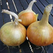 Лук севок Сеншуй фракция 10-21мм, TOP Onion Sets Нидерланды /1кг/
