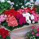 Пеларгония садовая Мультиблум F1 5шт семян микс Syngenta Flowers