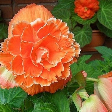 Бегония клубневая Америгибрид F1 Picotee lace apricot 10 драже Pan American