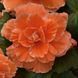 Бегония клубневая Америгибрид F1 Picotee lace apricot 10 драже Pan American