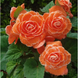 Бегония клубневая Америгибрид F1 Picotee lace apricot 10 драже Pan American