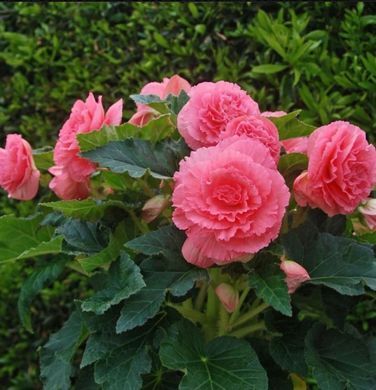 Бегония клубневая Америгибрид F1 Picotee lace pink 10 драже Pan American