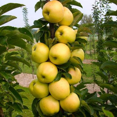 Яблучне дерево - це стовпчик мед