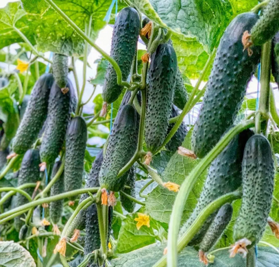 Огурец Баде F1 YS /50шт/ Yuksel Seeds, Турция