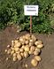 Насіннєва (посадкова) картопля Рів'єра 1 репродукція /2,5кг/ AGRICO