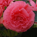 Бегония клубневая Америгибрид F1 Picotee lace pink 10 драже Pan American