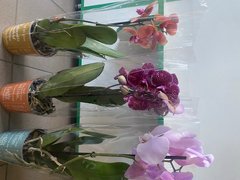 Орхідеї (Фаленопсис) 55см Голландія