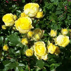 Роза спрей Желтая, саженцы класса АА, Украина
