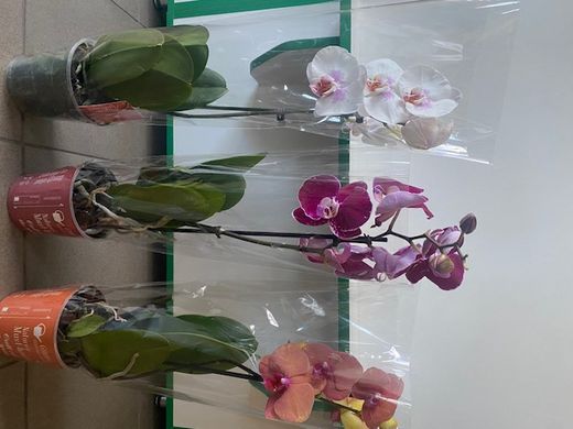 Орхидеи (Фаленопсис) 55см Голландия