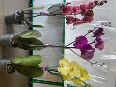 Орхідеї (Фаленопсис) 65-70см Голландія