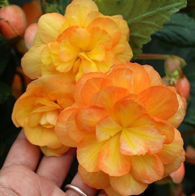 Бегония клубневая ампельная Иллюминейшн F1 Apricot 10 драже Benary