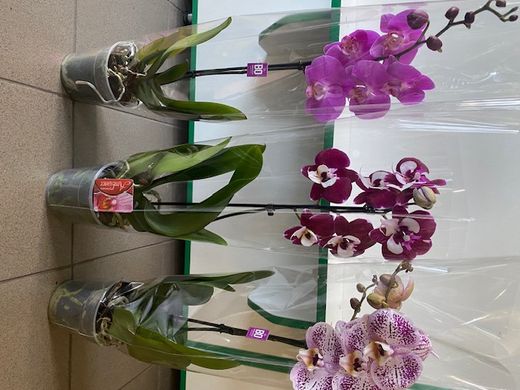 Орхідеї (Фаленопсис) 65-70см Голландія