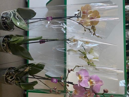 Орхидеи (Фаленопсис) 65-70см Голландия