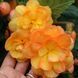 Бегония клубневая ампельная Иллюминейшн F1 Apricot 10 драже Benary