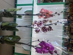 Орхидеи (Фаленопсис) 80см Голландия