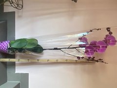 Орхидеи (Фаленопсис) ВО Кинг (Королевская) 1-1,2м Голландия