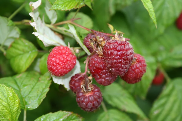 Raspberry "Willamette"